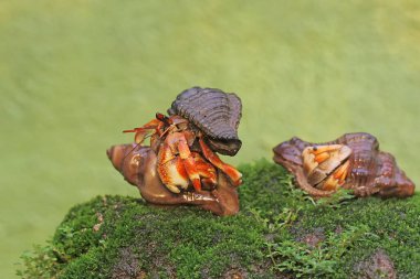 Üç münzevi yengeç yosun kaplı bir kayanın üzerinde yavaşça yürüyorlar. Yaşam alanı kumlu bir plajın kenarında olan bu hayvanın bilimsel adı Paguroidea sp..