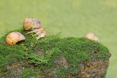 Üç münzevi yengeç yosun kaplı bir kayanın üzerinde yavaşça yürüyorlar. Yaşam alanı kumlu bir plajın kenarında olan bu hayvanın bilimsel adı Paguroidea sp..