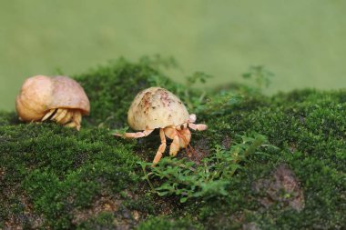 İki münzevi yengeç yosun kaplı bir kayanın üzerinde yavaşça yürüyorlar. Yaşam alanı kumlu bir plajın kenarında olan bu hayvanın bilimsel adı Paguroidea sp..