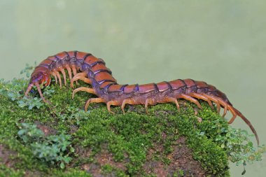 Bir kırkayak yosun kaplı bir kayanın üzerinde avını arıyor. Bu çoklu bacaklı hayvanın bilimsel adı Scolopendra Morsitans..