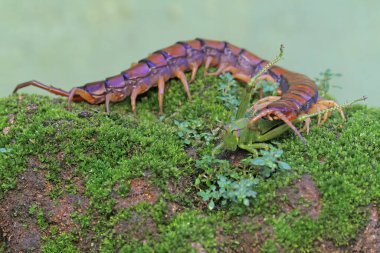 A centipede preying on a green grasshopper. This multi-legged animal has the scientific name Scolopendra morsitans. clipart