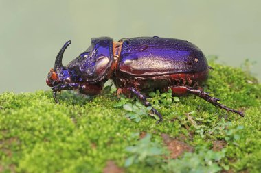 A Rhinoceros beetles looking for prey on mossy ground. This insect has the scientific name Oryctes rhinoceros. clipart