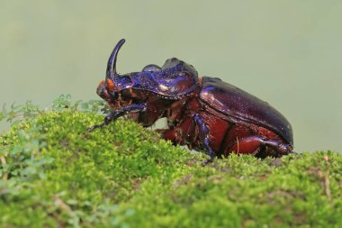 Yosun tutmuş zeminde avını arayan bir gergedan böceği. Bu böceğin bilimsel adı Oryctes gergedanı..