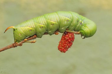 A tobacco hornworm is eating ripe mulberry fruit on the tree. This bright green caterpillar has the scientific name Manduca secta. clipart