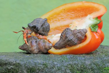 A number of hermit crabs are eating bell pepper fruits that have fallen to the mossy ground. This animal whose habitat is on the edge of a sandy beach has the scientific name Paguroidea sp. clipart