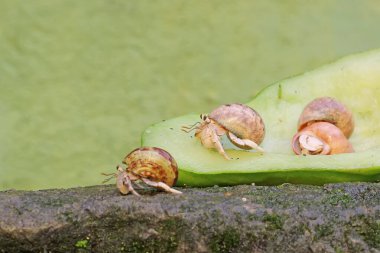 Dört münzevi yengeç yosunlu zemine düşmüş chayote meyvesi yiyorlar. Yaşam alanı kumlu bir plajın kenarında olan bu hayvanın bilimsel adı Paguroidea sp..
