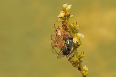 Oxyopes Salticus türünün bir örümceği çalılıklardaki bir sineği avlamaya hazır..