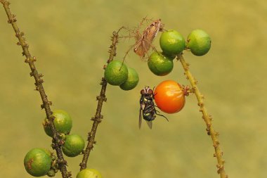 Oxyopes Salticus türünün bir örümceği çalılıklardaki bir sineği avlamaya hazır..