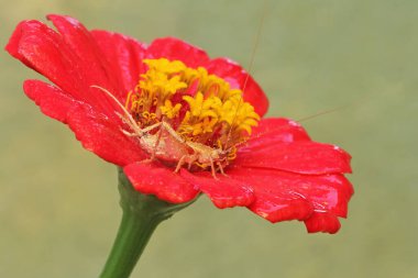 A small cricket of the species Ornebius kanetataki looking for food in the bushes. This insect likes to eat leaves, flowers and fruit. clipart