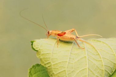 Ornebius kanetataki türünün küçük bir cırcırböceği çalılıklarda yiyecek arıyor. Bu böcek yaprakları, çiçekleri ve meyveleri yemeyi seviyor..