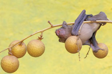 A short-nosed fruit bat eating longan fruit. This flying mammal has the scientific name Cynopterus minutus. clipart