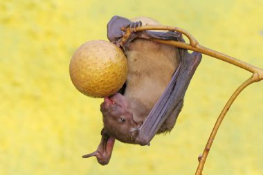 A short-nosed fruit bat eating longan fruit. This flying mammal has the scientific name Cynopterus minutus. clipart