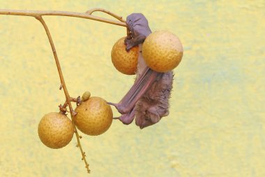 A short-nosed fruit bat eating longan fruit. This flying mammal has the scientific name Cynopterus minutus. clipart