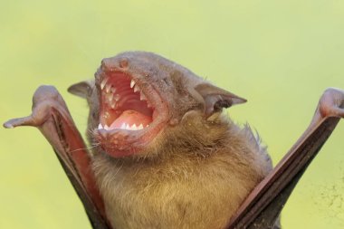 Keskin dişleri olan kısa burunlu bir meyve yarasasının vahşi görüntüsü. Bu uçan memelinin bilimsel adı Cynopterus minute..