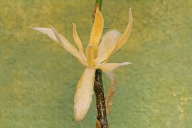 The beauty of a white magnolia flower in bloom. This fragrant flower has the scientific name Michelia champaca.  clipart