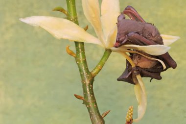 A short-nosed fruit bat eating magnolia flower in full bloom. This flying mammal has the scientific name Cynopterus minutus. clipart