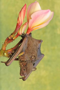Frangipani çiçekleri yiyen kısa burunlu bir meyve yarasası. Bu uçan memelinin bilimsel adı Cynopterus minute..