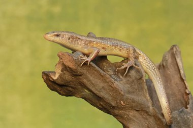 Yaygın bir güneş lekesi günlük aktivitelerine başlamadan önce güneşleniyor. Bu sürüngenin bilimsel adı Mabouya multifasciata.. 