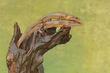 A pair of common sun skinks prepare to mate on a rotting tree trunk. This reptile has the scientific name Mabouya multifasciata. clipart