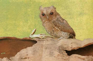 A Javan scops owl preying on a common sun skink. This nocturnal bird has the scientific name Otus lempiji. clipart