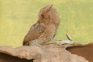 Bir Javan baykuş avlıyor. Sıradan bir güneş lekesi avlıyor. Bu gece kuşunun bilimsel adı Otus lempiji..