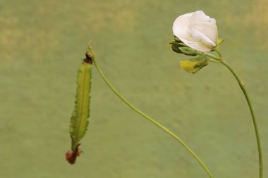 Taze yeşil olan taze kanatlı fasulye meyvesinin güzelliği. Bu saf beyaz çiçekli bitkinin bilimsel adı Psophocarpus tetragonolobus..
