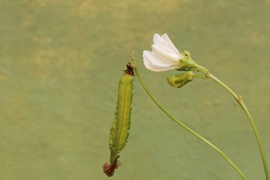 Taze yeşil olan taze kanatlı fasulye meyvesinin güzelliği. Bu saf beyaz çiçekli bitkinin bilimsel adı Psophocarpus tetragonolobus..