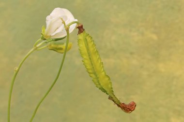 The beauty of young winged bean fruit that is fresh green. This pure white flowering plant has the scientific name Psophocarpus tetragonolobus. clipart