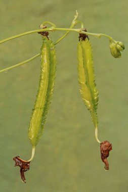 Taze yeşil olan taze kanatlı fasulye meyvesinin güzelliği. Bu saf beyaz çiçekli bitkinin bilimsel adı Psophocarpus tetragonolobus..