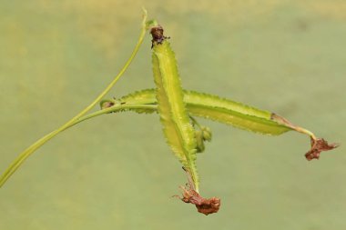 The beauty of young winged bean fruit that is fresh green. This pure white flowering plant has the scientific name Psophocarpus tetragonolobus. clipart