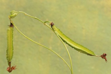 Taze yeşil olan taze kanatlı fasulye meyvesinin güzelliği. Bu saf beyaz çiçekli bitkinin bilimsel adı Psophocarpus tetragonolobus..