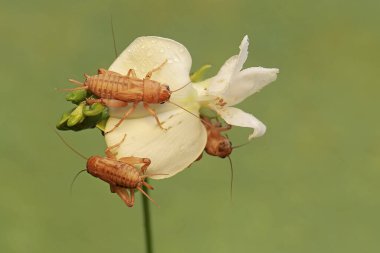 A number of young field crickets are eating winged bean flowers (Psophocarpus tetragonolobus). This insect has the scientific name Gryllus campestris. clipart