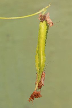 A number of young field crickets are eating winged bean flowers (Psophocarpus tetragonolobus). This insect has the scientific name Gryllus campestris. clipart