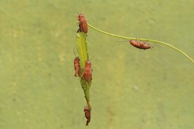 A number of young field crickets are eating winged bean flowers (Psophocarpus tetragonolobus). This insect has the scientific name Gryllus campestris. clipart