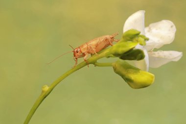 A young field cricket is eating a  winged bean flower (Psophocarpus tetragonolobus). This insect has the scientific name Gryllus campestris. clipart