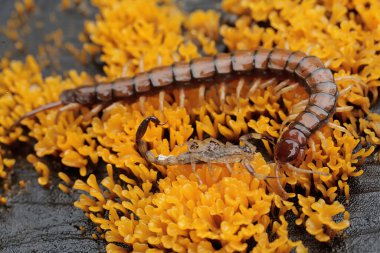 A centipede (Scolopendra morsitans) is fighting with a Chinese swimming scorpion (Lychas mucronatus) for territory. Both insects defend themselves with venomous stings. clipart