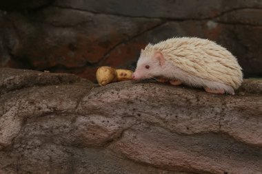Bir kirpi, küçük bir göletin kenarına düşen olgun bir muzu yiyor. Bu memelinin bilimsel adı Atelerix albiventris..