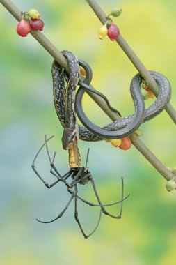 Sarı çizgili bir yarışçı yılan bir örümceği avlıyor. Bu zehirli olmayan sürüngenin bilimsel adı Coelognathus flavolineatus..