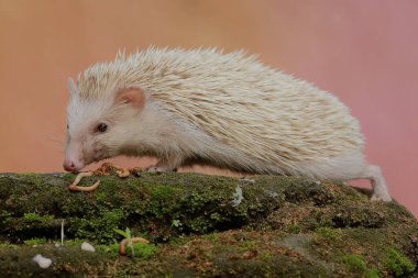 Bir kirpi yosunlu zeminde tırtıl avlıyor. Bu memelinin bilimsel adı Atelerix albiventris..