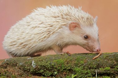 Bir kirpi yosunlu zeminde tırtıl avlıyor. Bu memelinin bilimsel adı Atelerix albiventris..