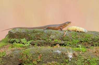 A common sun skink ready to prey on a caterpillar on mossy ground. This reptile has the scientific name Mabouya multifasciata. clipart