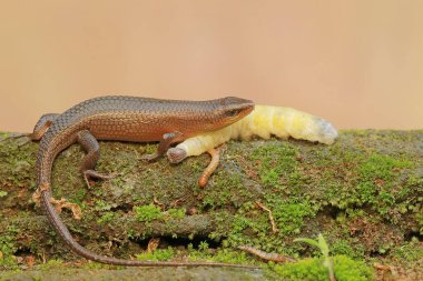 A common sun skink ready to prey on a caterpillar on mossy ground. This reptile has the scientific name Mabouya multifasciata. clipart