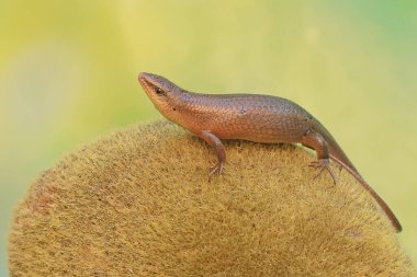 A common sun skink sunbathes before starting its daily activities. This reptile has the scientific name Mabouya multifasciata. clipart