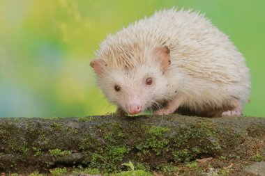 A hedgehog is preying on a caterpillar on mossy ground. This mammal has the scientific name Atelerix albiventris. clipart