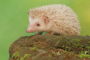 Bir kirpi yosunlu zeminde tırtıl avlıyor. Bu memelinin bilimsel adı Atelerix albiventris..