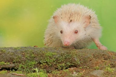 Bir kirpi yosunlu zeminde tırtıl avlıyor. Bu memelinin bilimsel adı Atelerix albiventris..