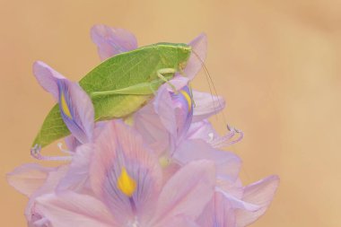 Uzun bacaklı bir çekirge yaygın su sümbülü (Eichhornia crassipes) çiçeklerini yiyor. Bu böceğin bilimsel adı Mecopoda nipponensis..