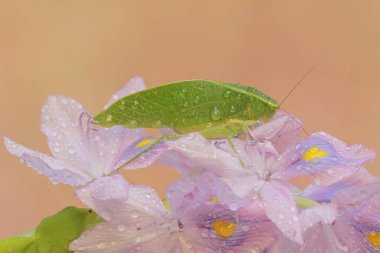 Uzun bacaklı bir çekirge yaygın su sümbülü (Eichhornia crassipes) çiçeklerini yiyor. Bu böceğin bilimsel adı Mecopoda nipponensis..