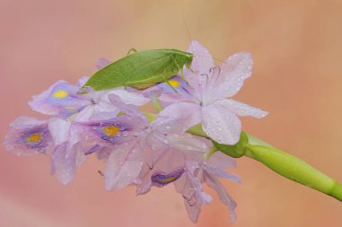 Uzun bacaklı bir çekirge yaygın su sümbülü (Eichhornia crassipes) çiçeklerini yiyor. Bu böceğin bilimsel adı Mecopoda nipponensis..