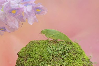 Uzun bacaklı bir çekirge yaygın su sümbülü (Eichhornia crassipes) çiçeklerini yiyor. Bu böceğin bilimsel adı Mecopoda nipponensis..